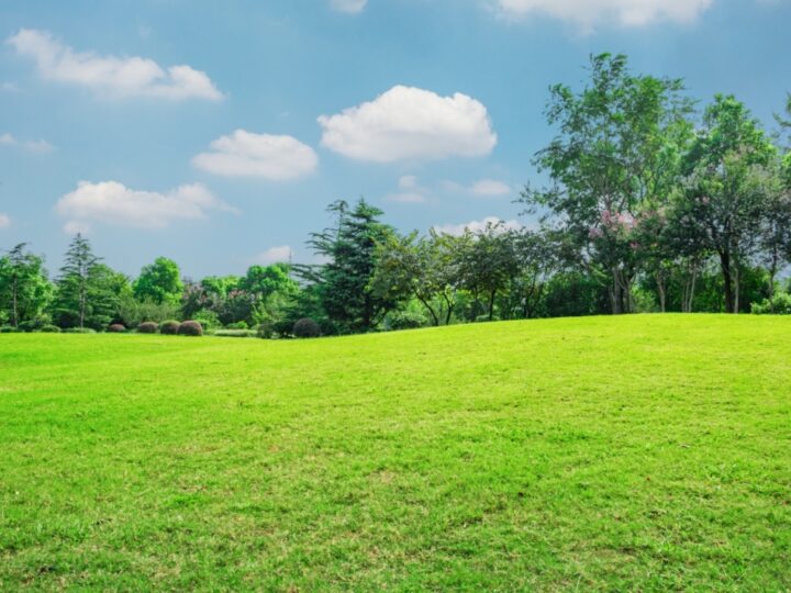 Idylliczny park książęcy w Zatoniu: ulubione miejsce zielonogórzan na świeżym powietrzu